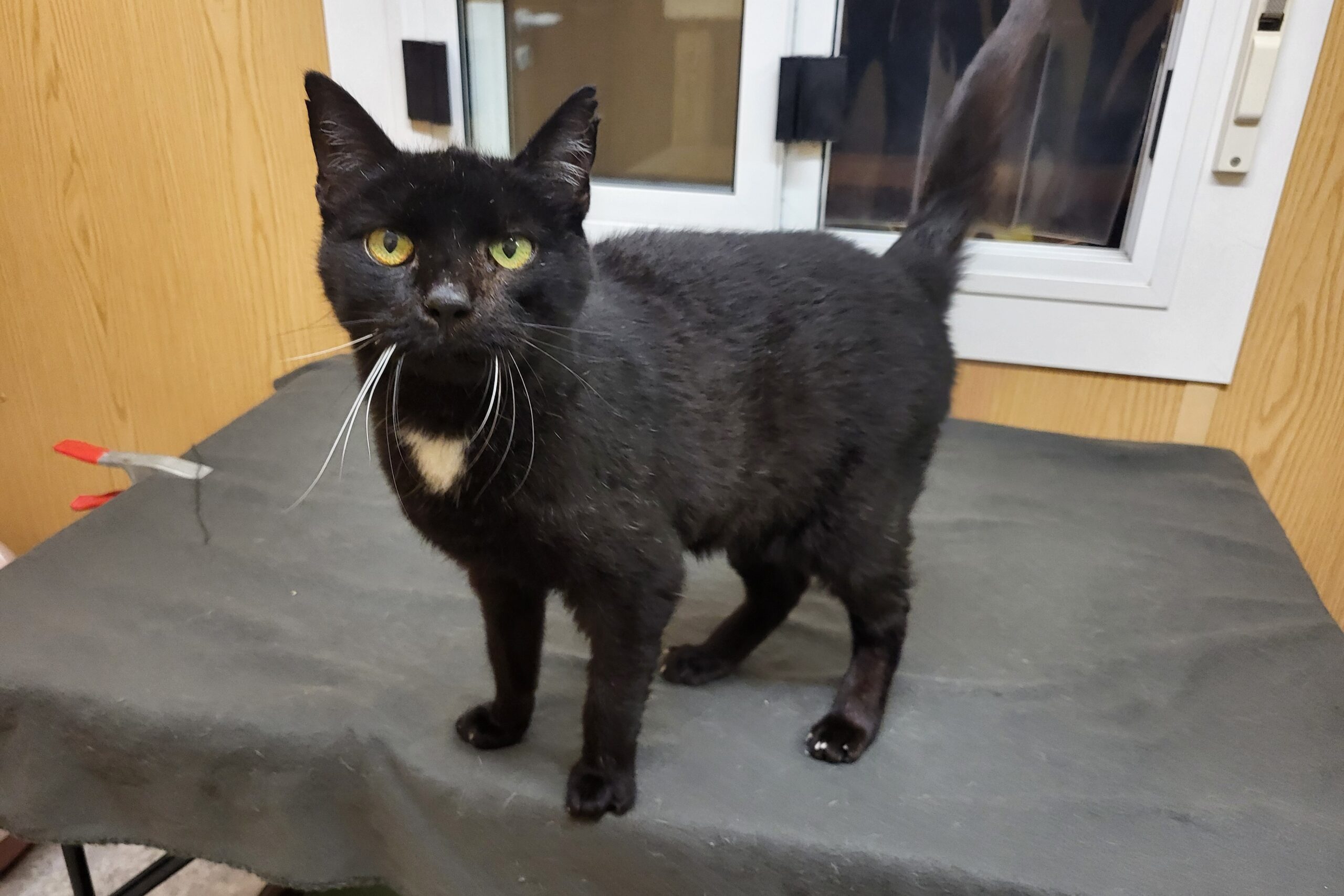 Katze Sir William Zuhause gesucht Tierheim Hoffnung für Tiere