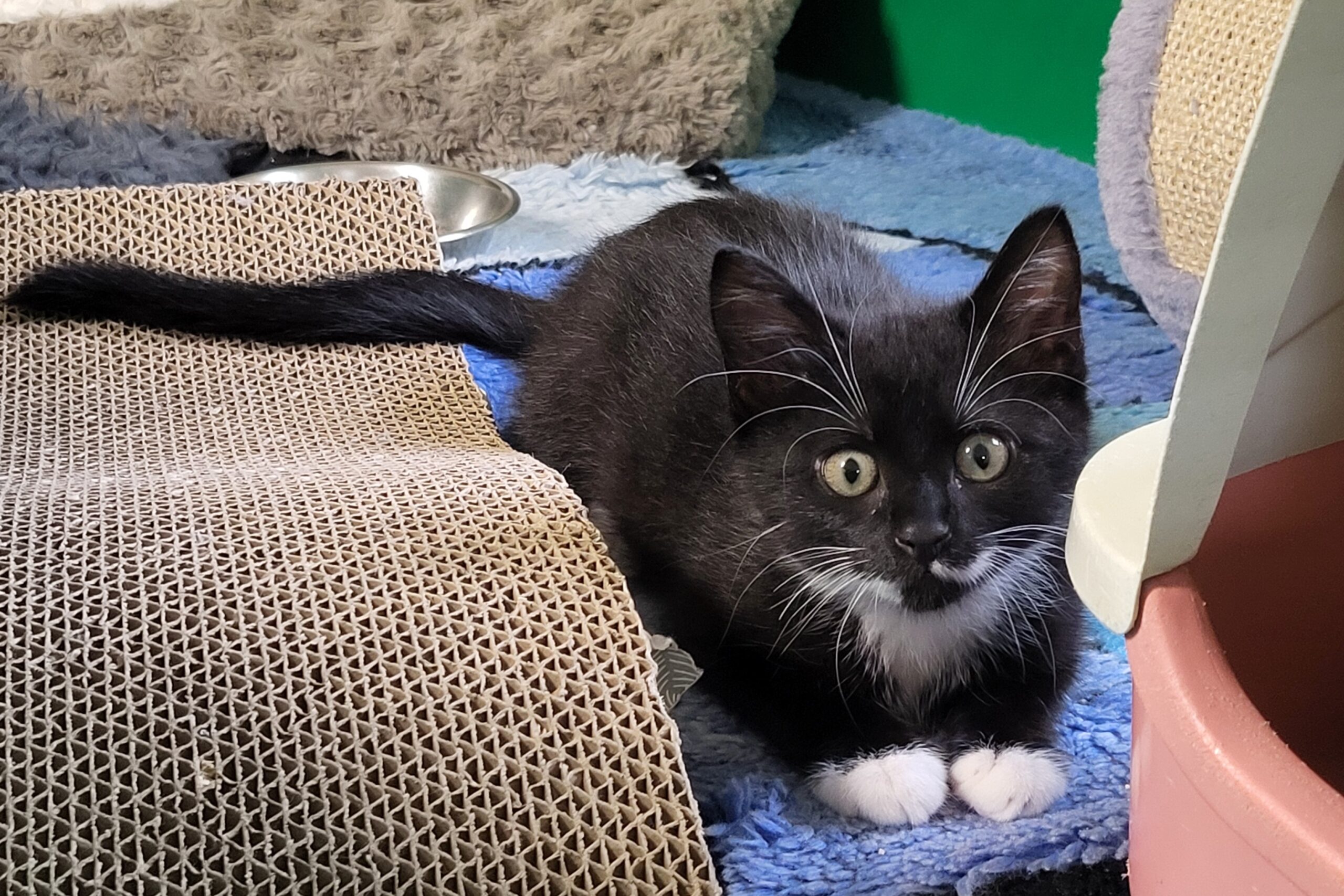 Katze Söckchen Zuhause gesucht Tierheim Hoffnung für Tiere