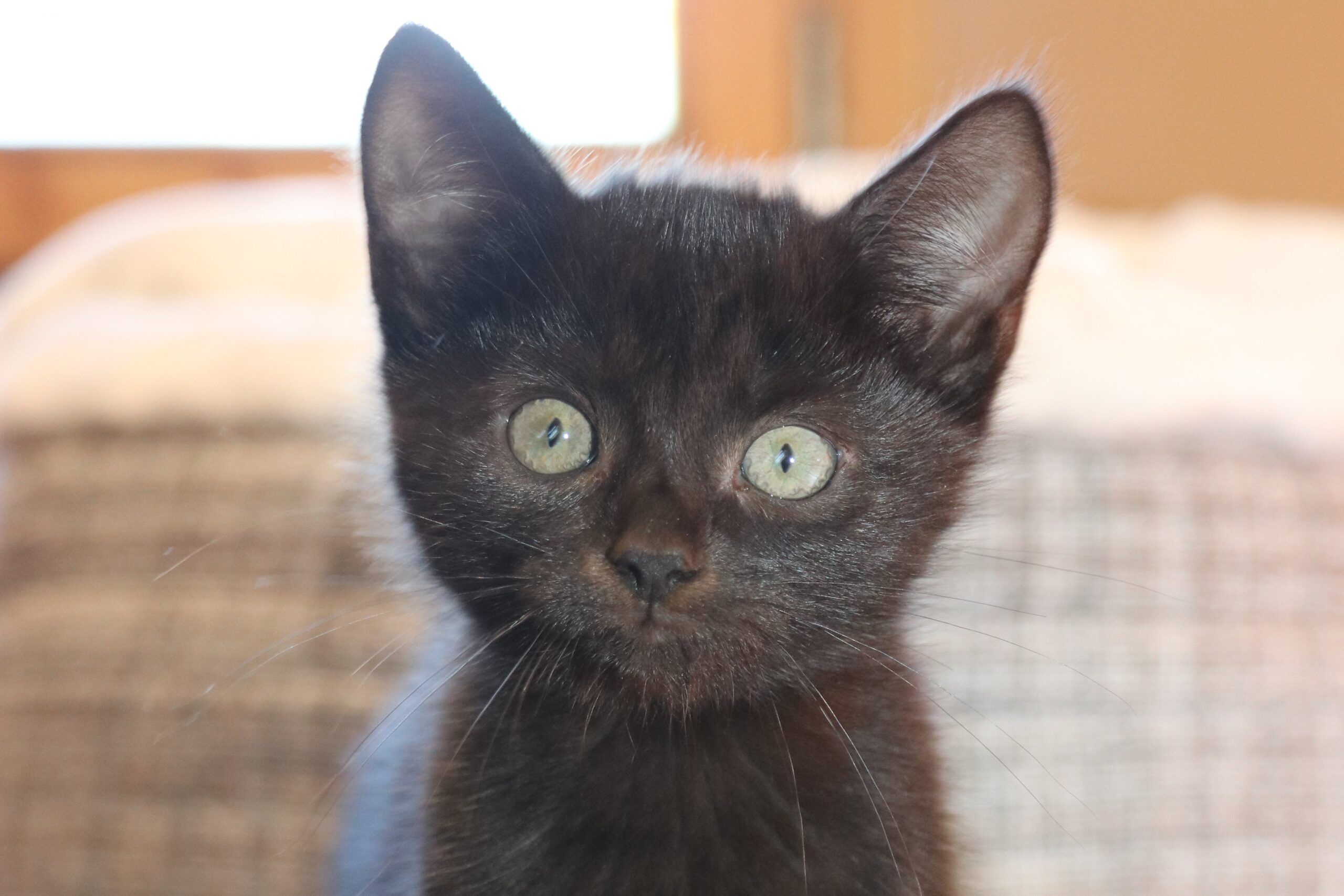 Katze Tilda Zuhause gesucht Tierheim Hoffnung für Tiere