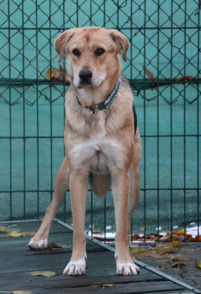 Toni Hund Toni Zuhause gesucht Tierheim Hoffnung für Tiere