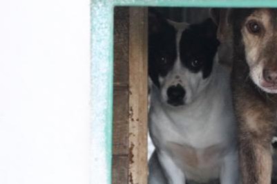 Hund Gertrude Aufnahmepatenschaft Tierheim Hoffnung für Tiere