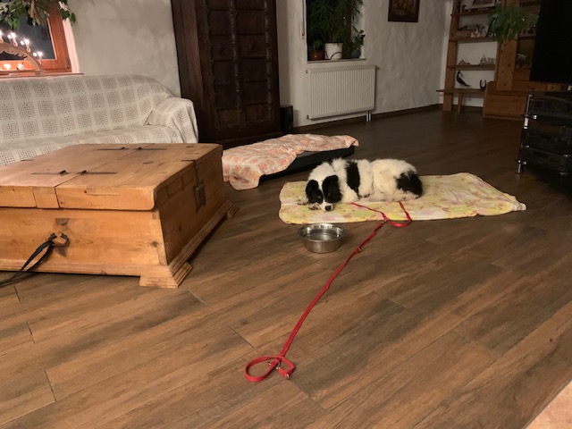 Pooly im neuen Zuhause