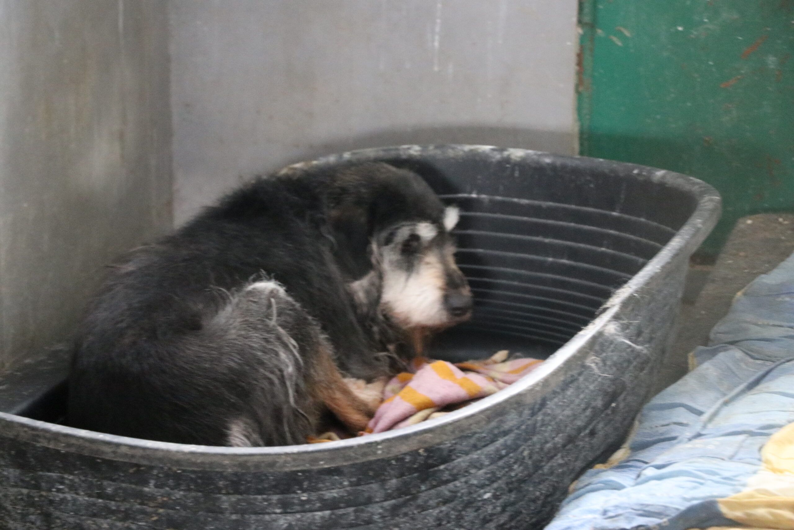 Hund Mumin Aufnahmepatenschaft Tierheim Hoffnung für Tiere