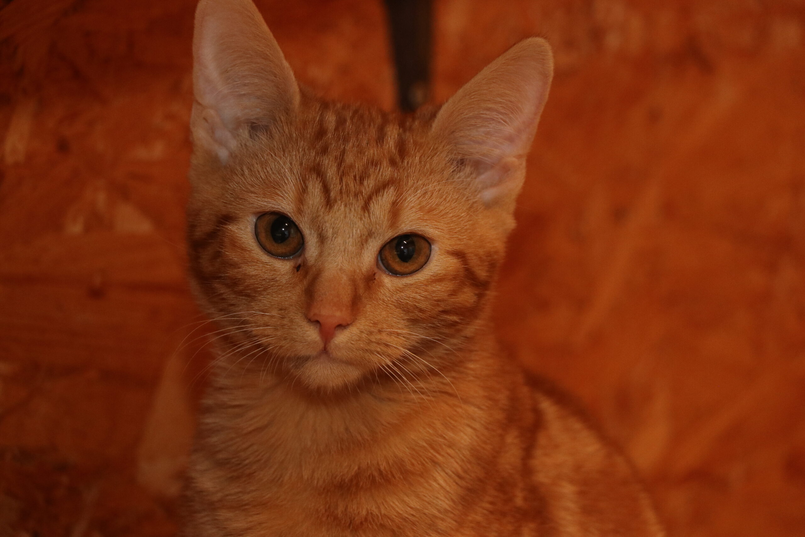 Katze Octavian Zuhause gesucht Tierhoffnung