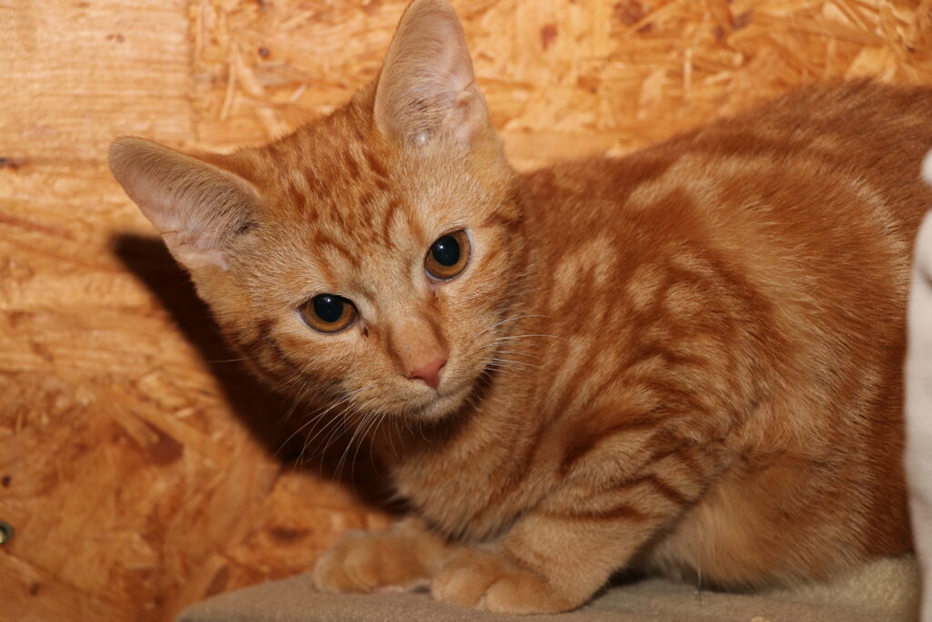 Katze Octavian Zuhause gesucht Tierhoffnung