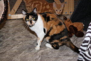 Katze Pünktchen Zuhause gesucht Tierheim Hoffnung für Tiere