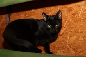 Katze Cleopatra Zuhause gesucht Tierheim Tierhoffnung