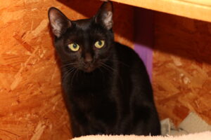 Katze Cleopatra Zuhause gesucht Tierheim Tierhoffnung