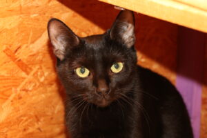 Katze Cleopatra Zuhause gesucht Tierheim Tierhoffnung