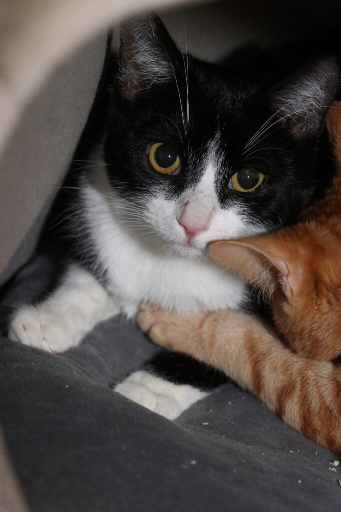 Katze Isis Zuhause gesucht Tierheim Tierhoffnung