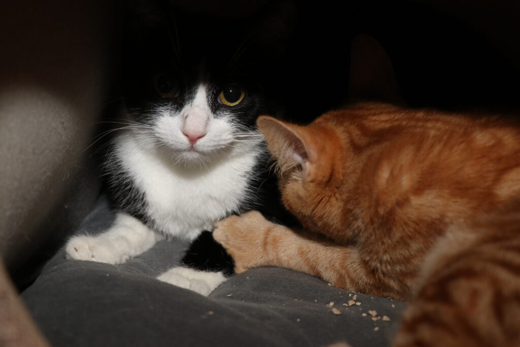 Katze Octavian Zuhause gesucht Tierhoffnung