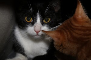 Katze Isis Zuhause gesucht Tierheim Tierhoffnung