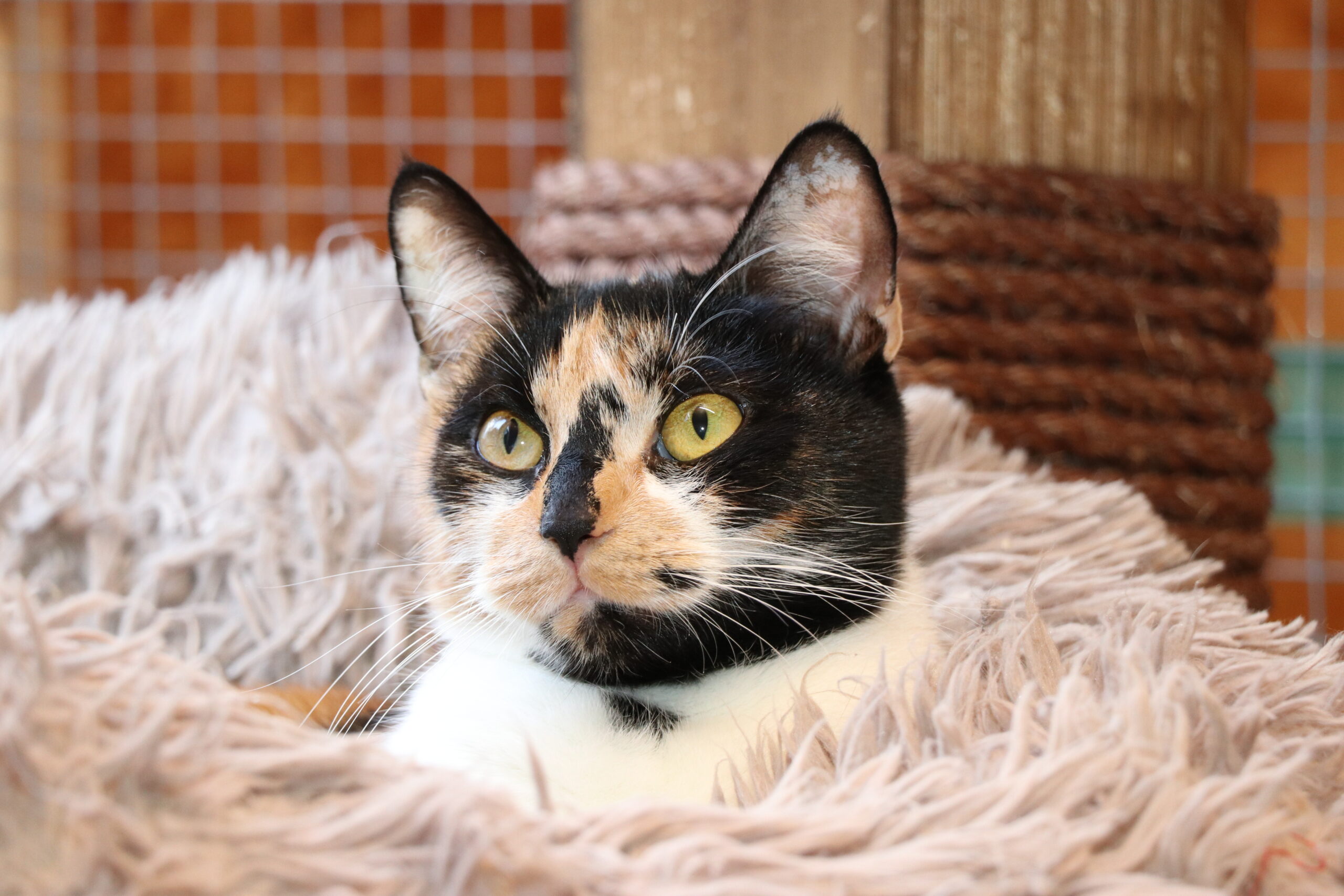 Katze Pünktchen Zuhause gesucht Tierheim Hoffnung für Tiere