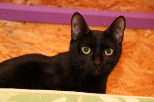 Katze Cleopatra Zuhause gesucht Tierheim Tierhoffnung