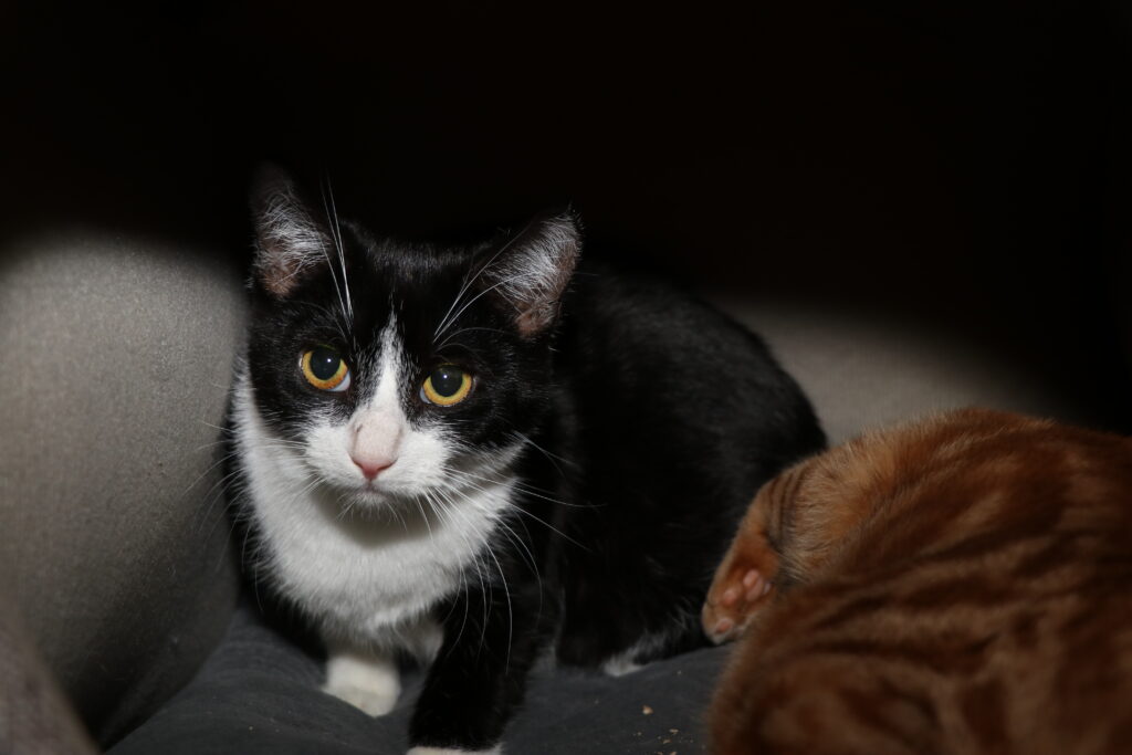 Katze Isis Zuhause gesucht Tierheim Hoffnung für Tiere