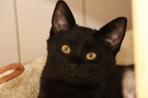 Katze Lea Zuhause gesucht Tierheim Hoffnung für Tiere