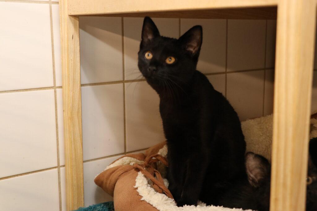 Katze Lea Zuhause gesucht Tierheim Hoffnung für Tiere