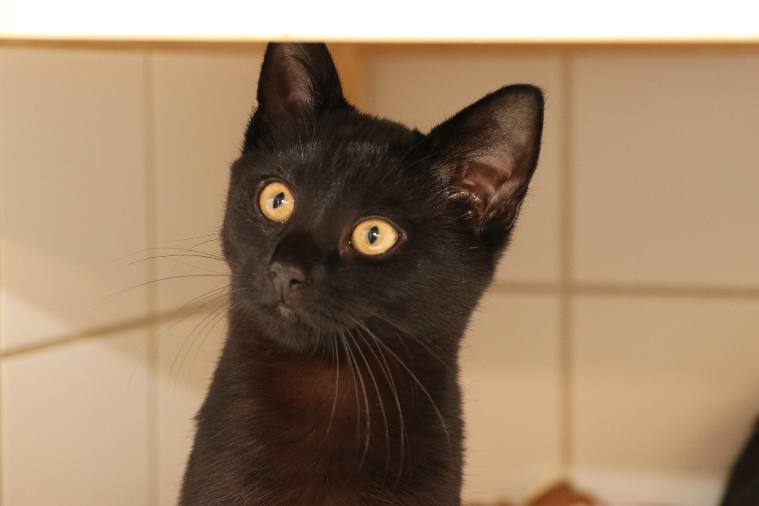 Katze Lea Zuhause gesucht Tierheim Hoffnung für Tiere