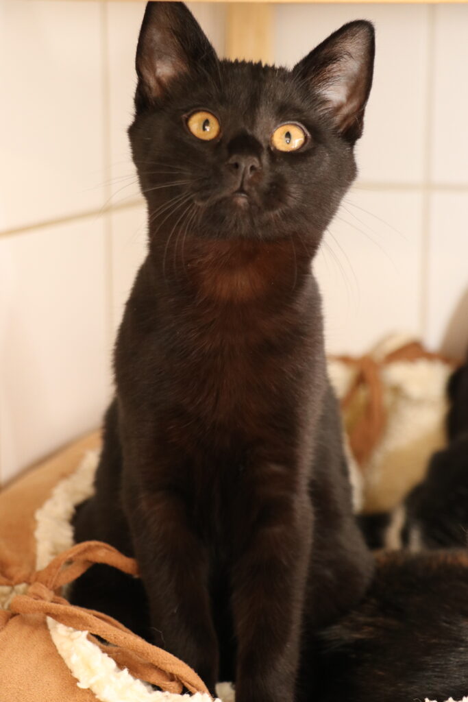 Katze Lea Zuhause gesucht Tierheim Hoffnung für Tiere