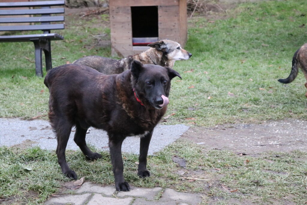 Hund Xox Zuhause gesucht Tierheim Hoffnung für Tiere