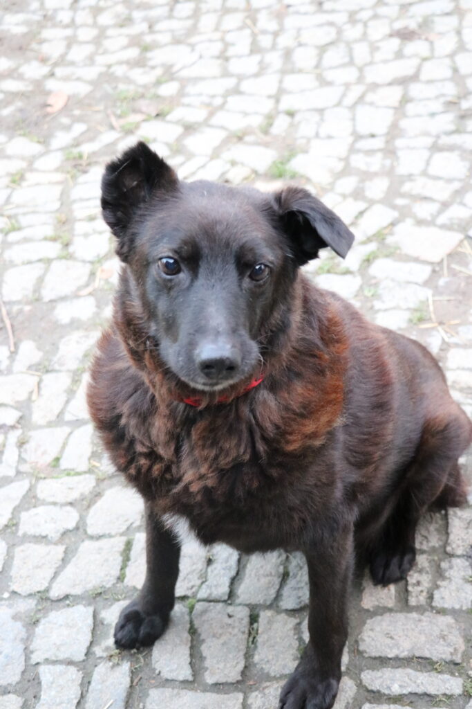 Hund Xox Zuhause gesucht Tierheim Hoffnung für Tiere