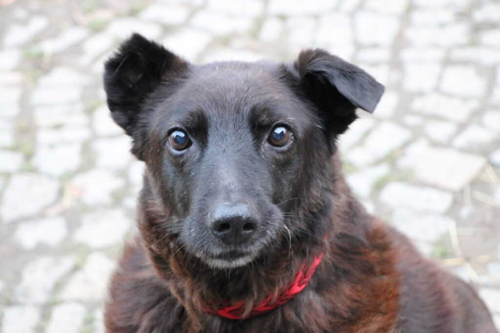 Hund Xox Zuhause gesucht Tierheim Hoffnung für Tiere