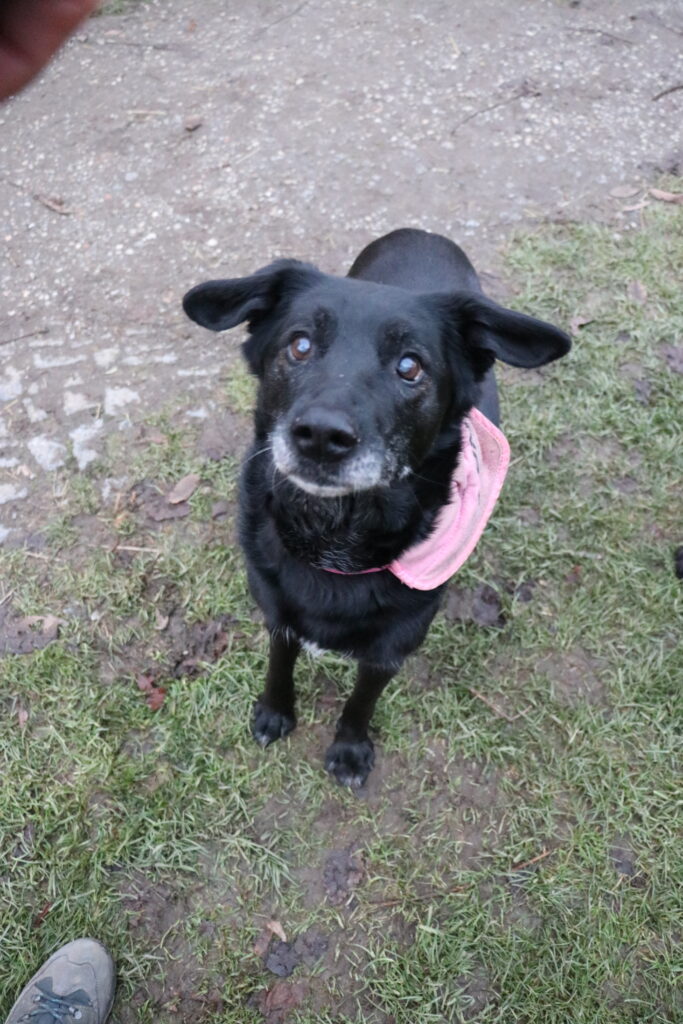 Hund Luna Zuhause gesucht Tierheim Tierhoffnung