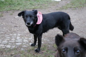 Hund Luna Zuhause gesucht Tierheim Tierhoffnung