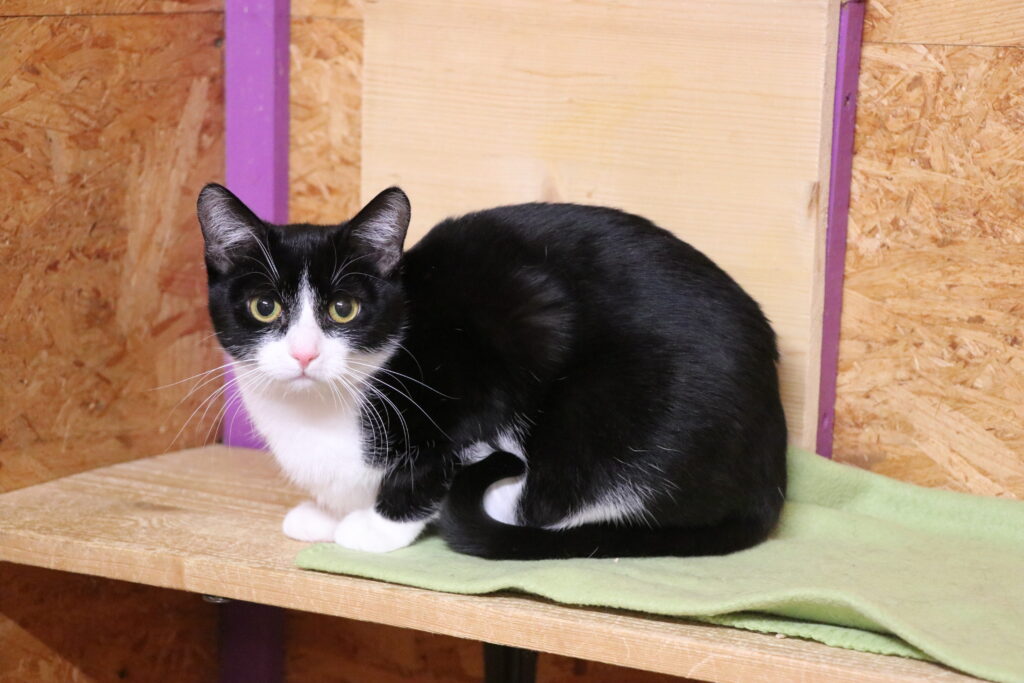 Katze Isis Zuhause gesucht Tierheim Hoffnung für Tiere