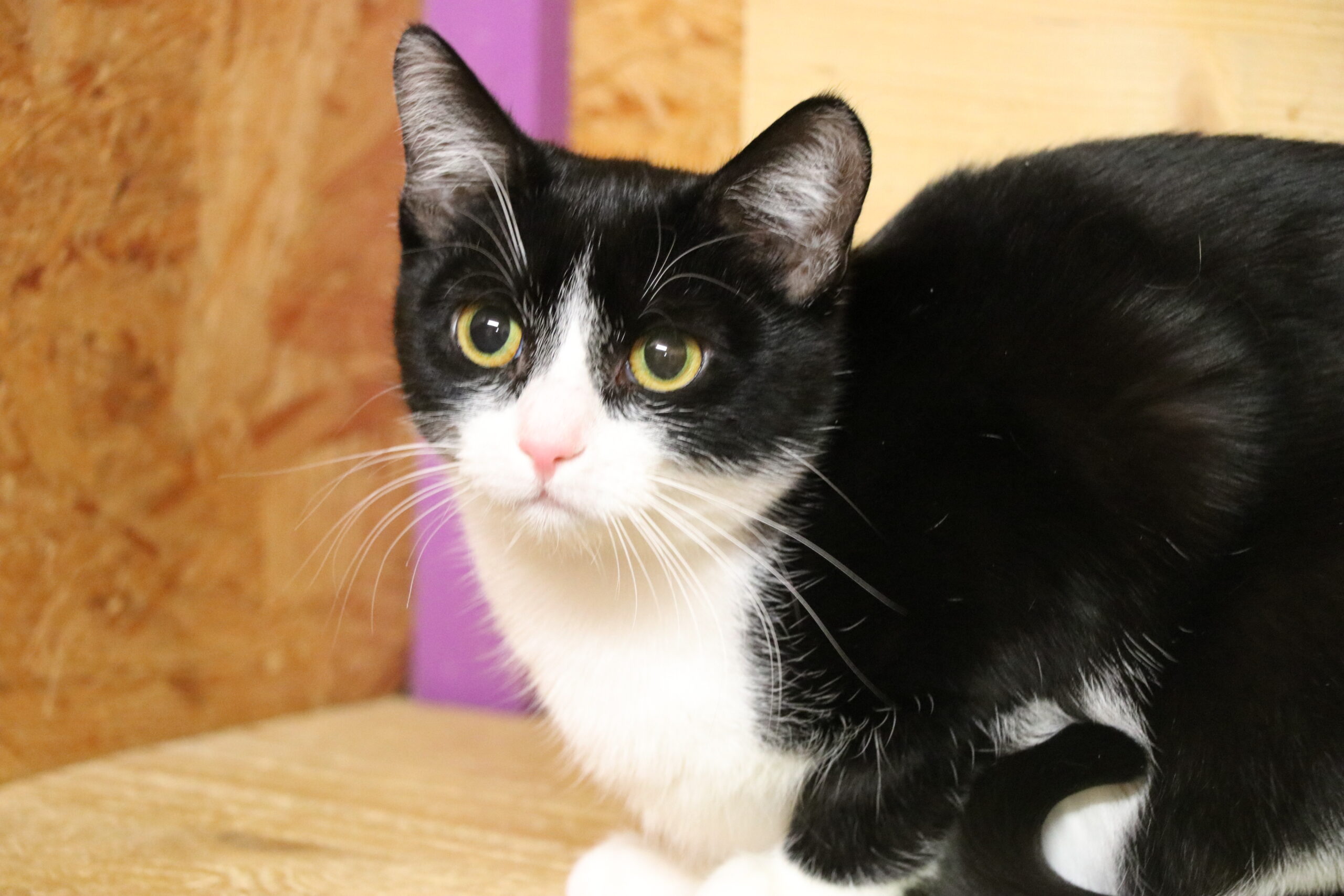 Katze Isis Zuhause gesucht Tierheim Hoffnung für Tiere