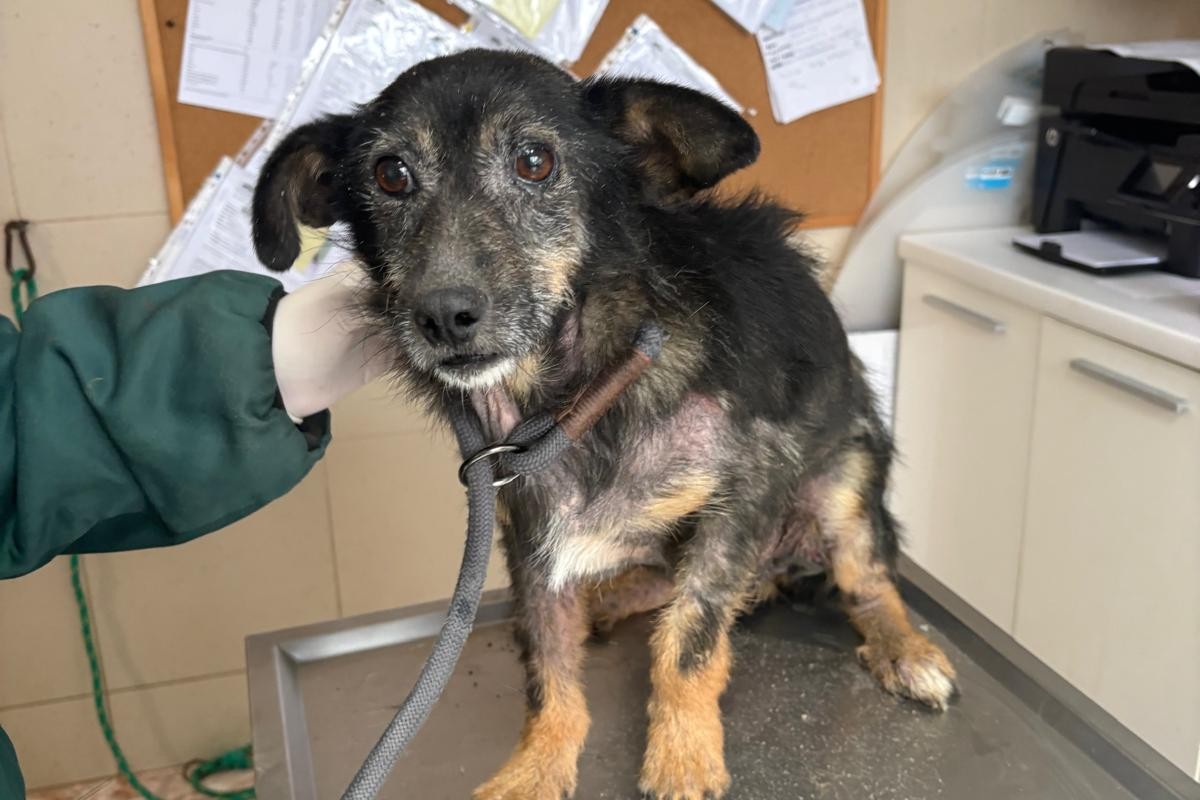 Hund Rysik Aufnahmepatenschaft Tierheim Hoffnung für Tiere