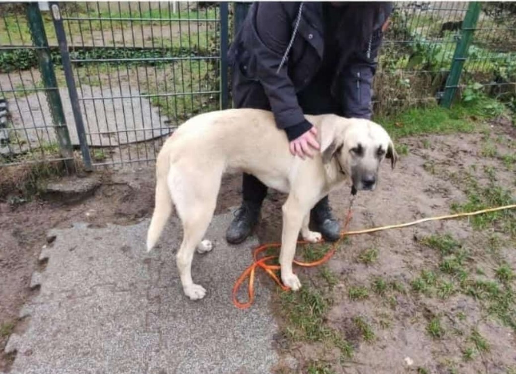 Kangalhündin Fundtier