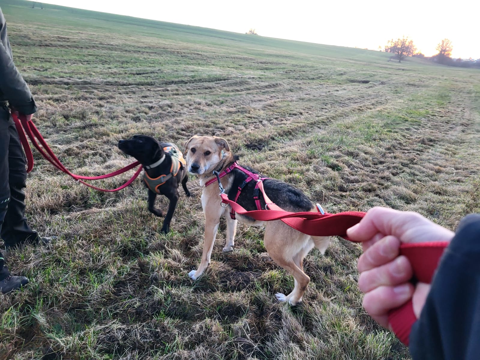 Toni und Hamstaff Gassi