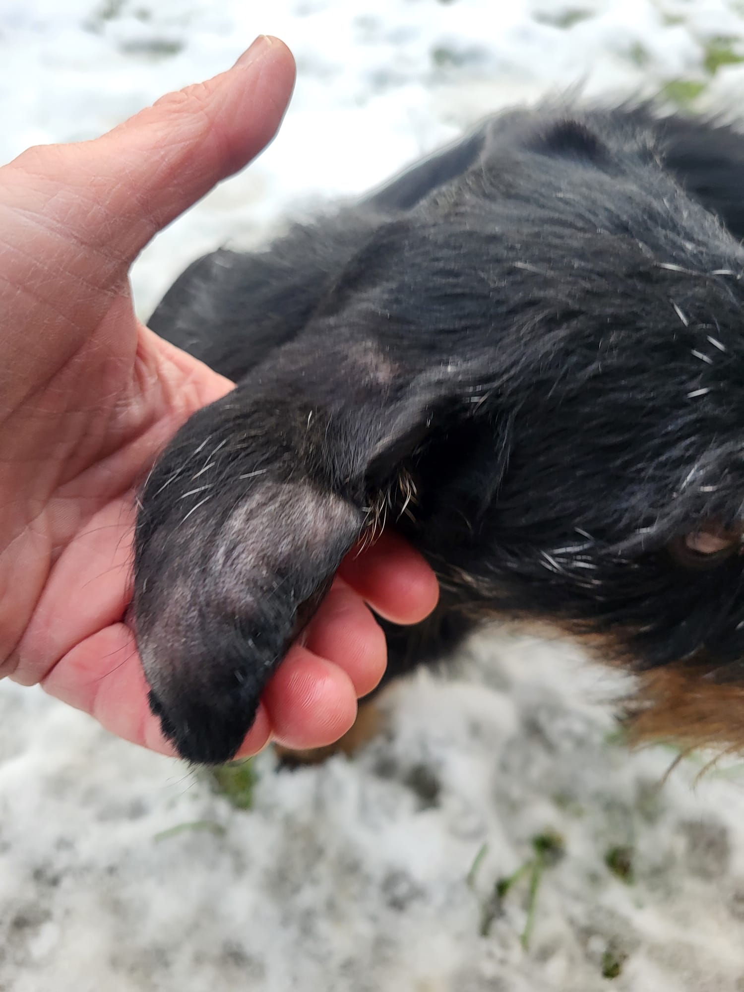 WhatsApp Image 2025-12-01 at 19.57.37(3) Rolfi