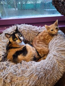 Katze Octavian Zuhause gesucht Tierhoffnung