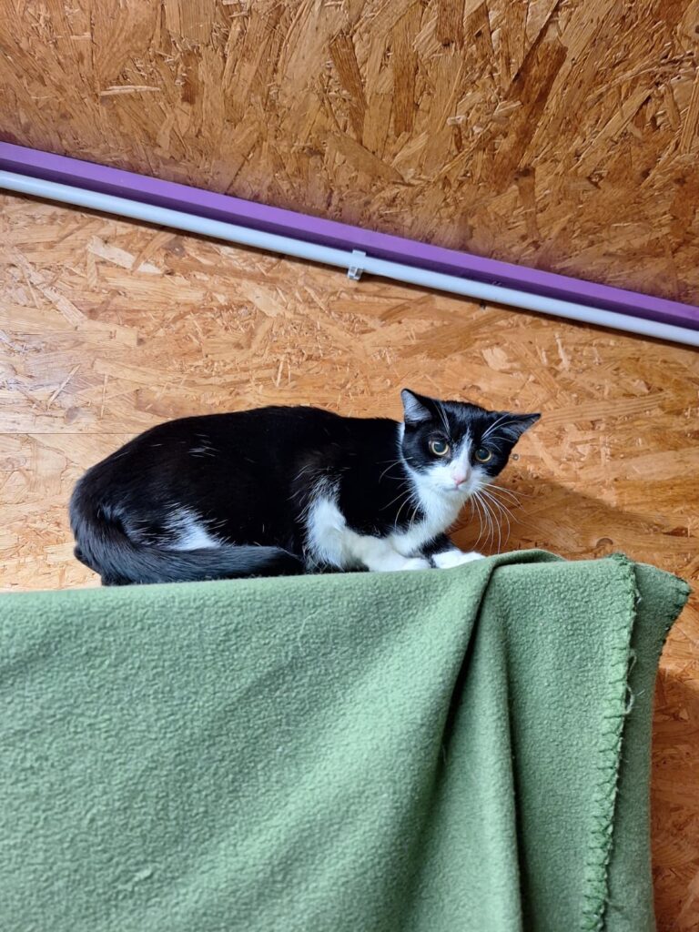 Katze Isis Zuhause gesucht Tierheim Tierhoffnung