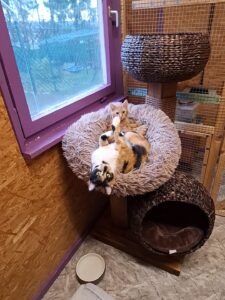 Katze Pünktchen Zuhause gesucht Tierheim Hoffnung für Tiere