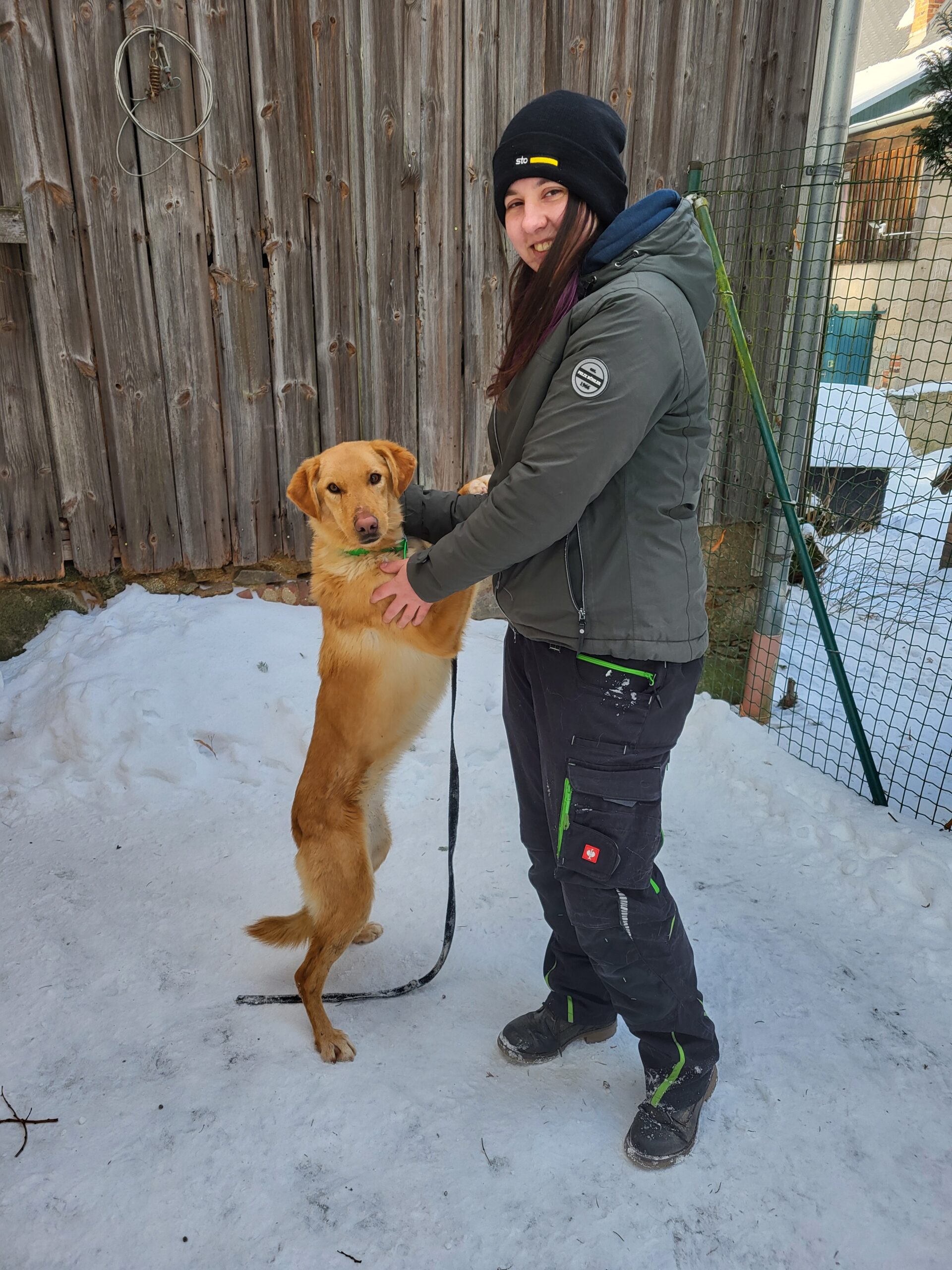 Quinn Hund Quinn Zuhause gesucht Tierheim Hoffnung für Tiere