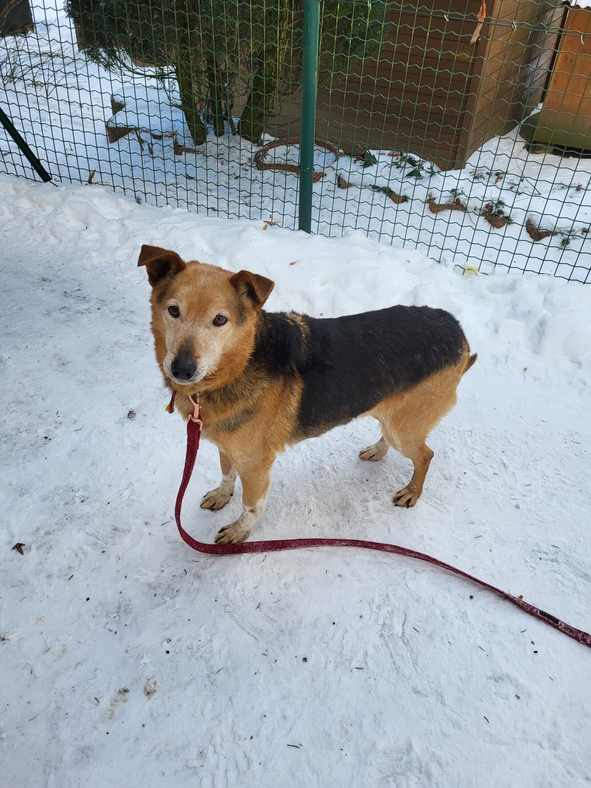 Hund Bax Zuhause gesucht Tierheim Hoffnung für Tiere