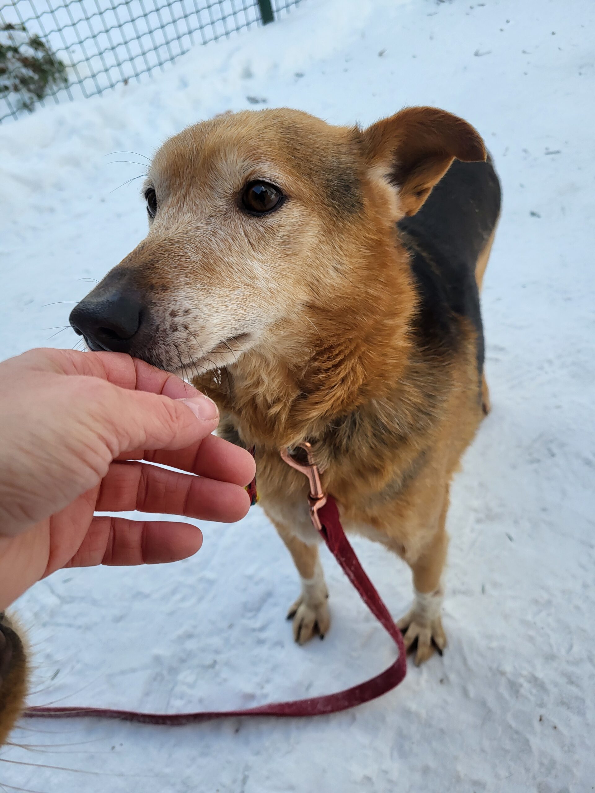 Hund Bax Zuhause gesucht Tierheim Hoffnung für Tiere