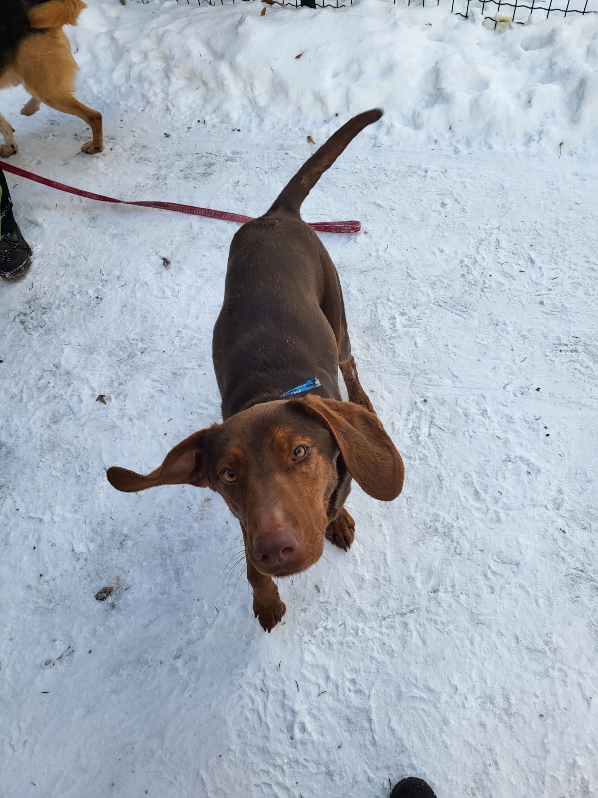 Hund Carmen Zuhause gesucht Tierheim Hoffnung für Tiere