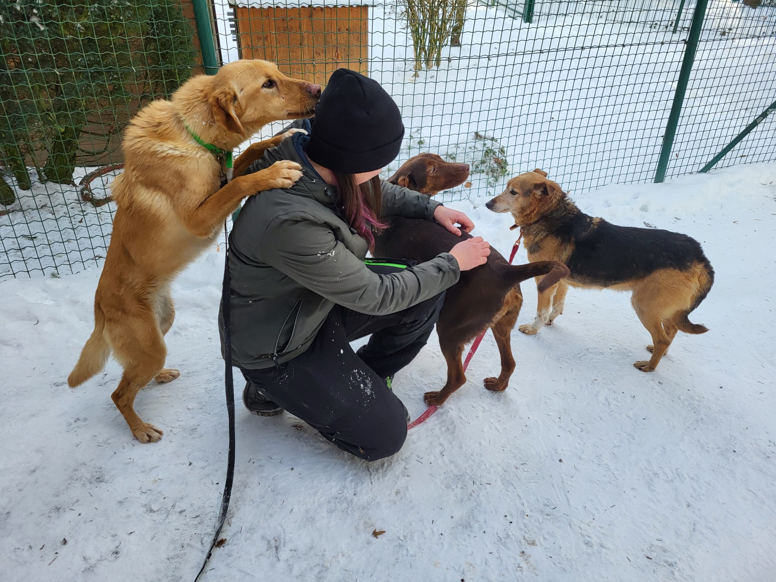 Hund Carmen Zuhause gesucht Tierheim Hoffnung für Tiere