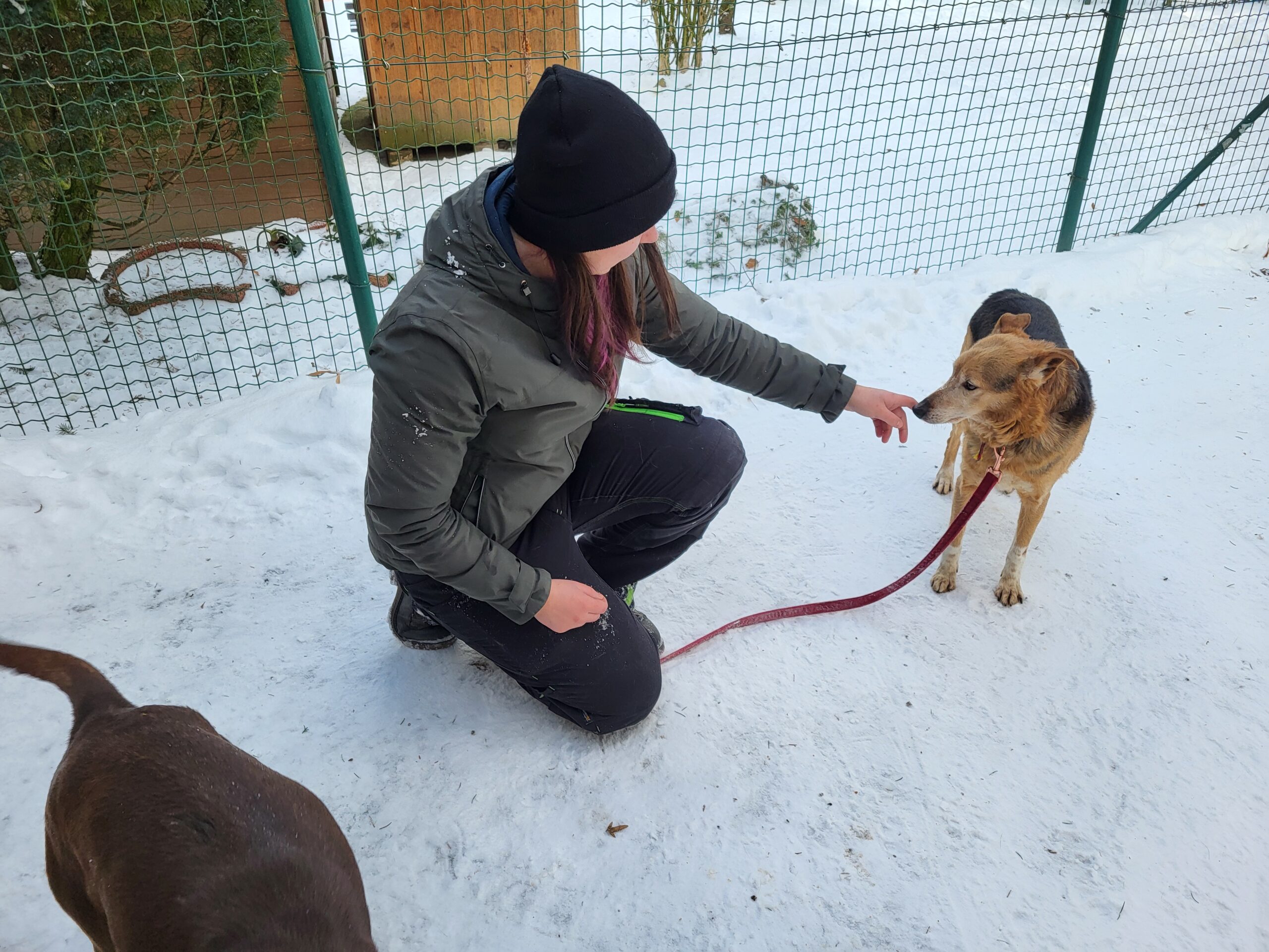 Hund Bax Zuhause gesucht Tierheim Hoffnung für Tiere