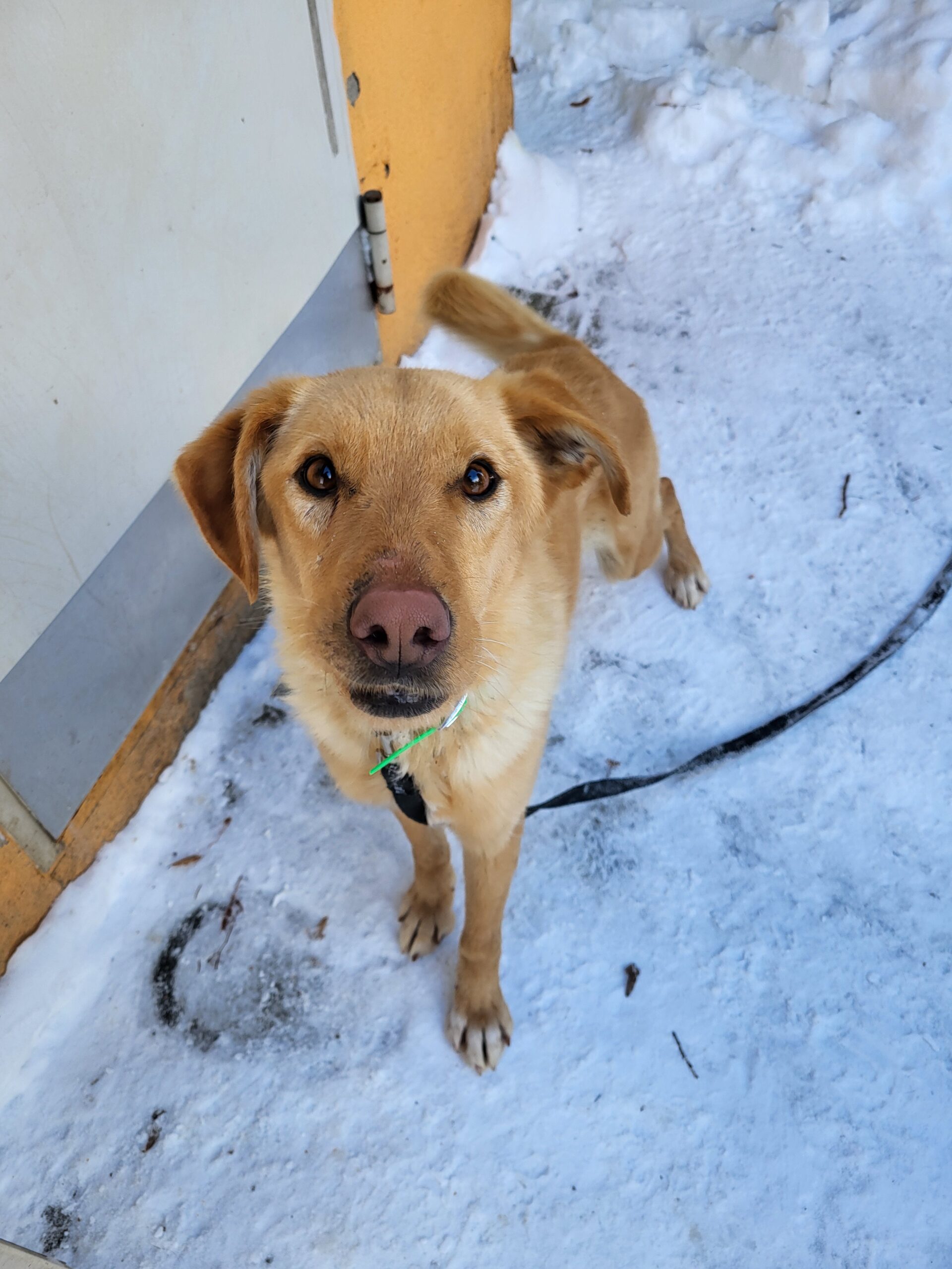 Quinn Hund Quinn Zuhause gesucht Tierheim Hoffnung für Tiere