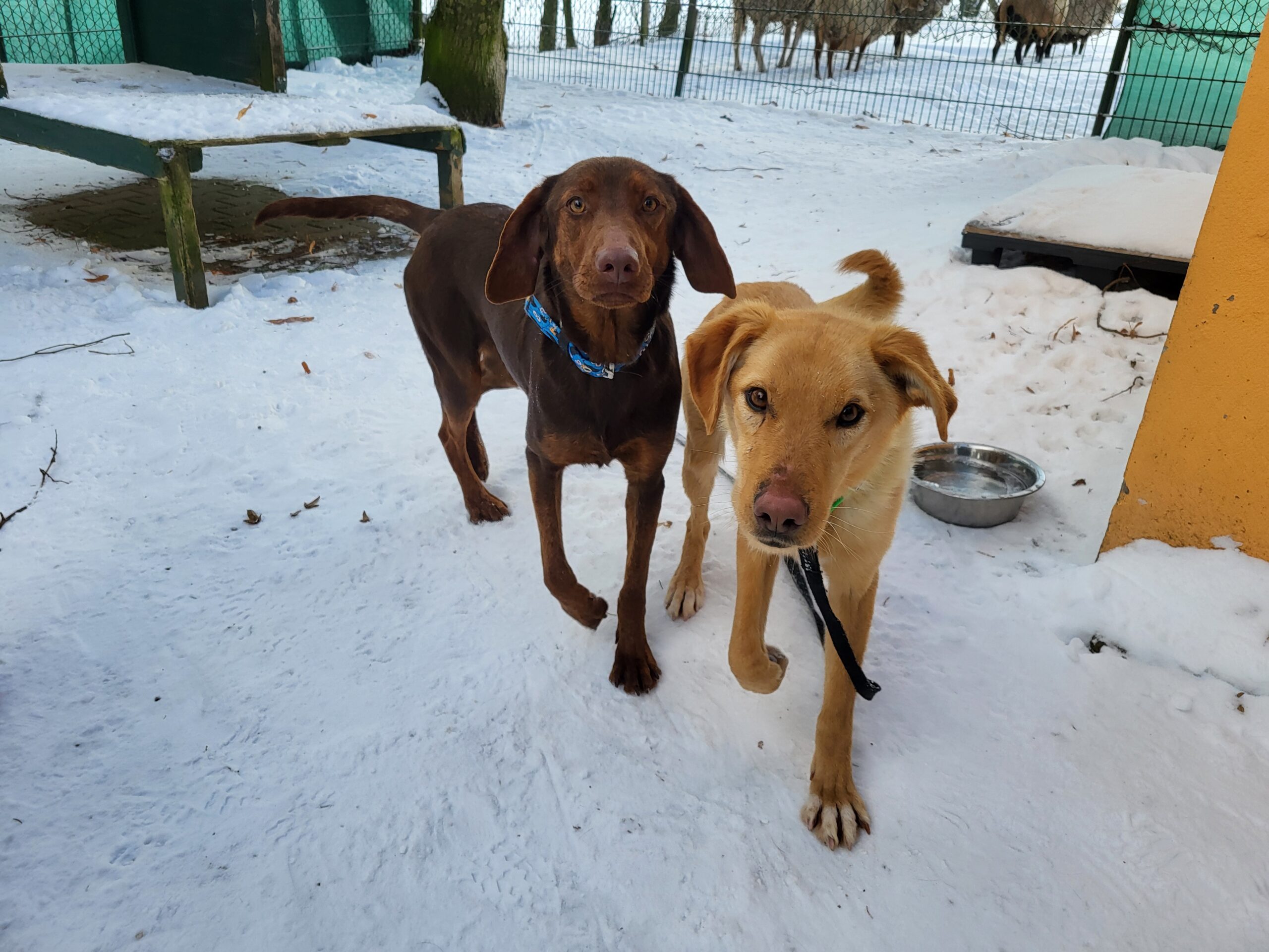 Hunde Tierheim Hoffnung für Tiere