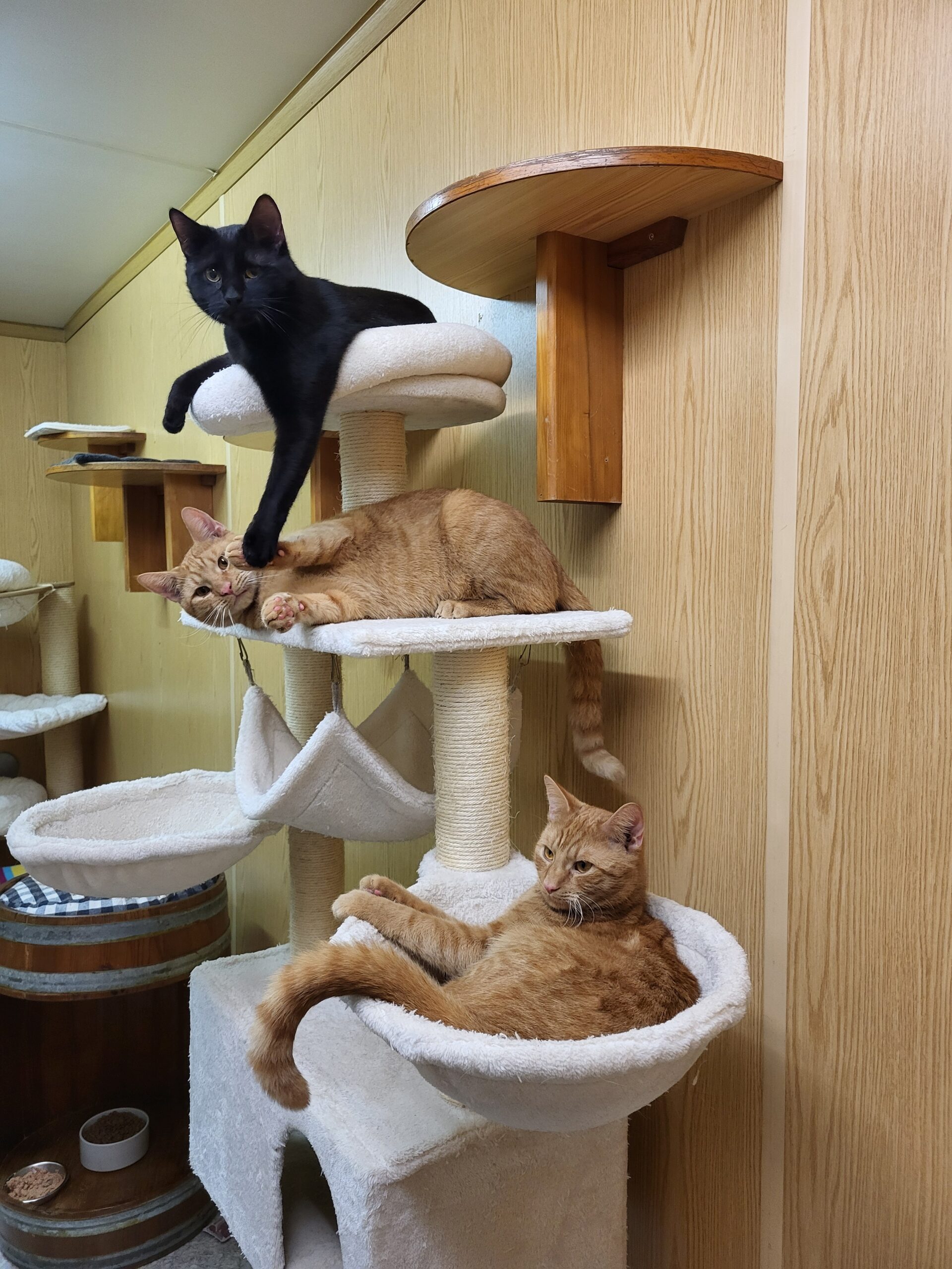 Mr Black Lucky und Luke Katze Mr Black Zuhause gesucht Tierheim Hoffnung für Tiere