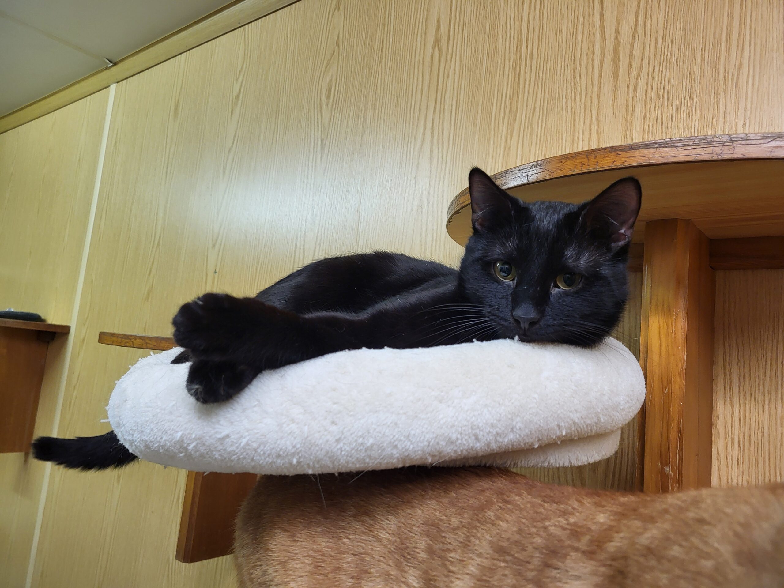 Mr Black Katze Mr Black Zuhause gesucht Tierheim Hoffnung für Tiere