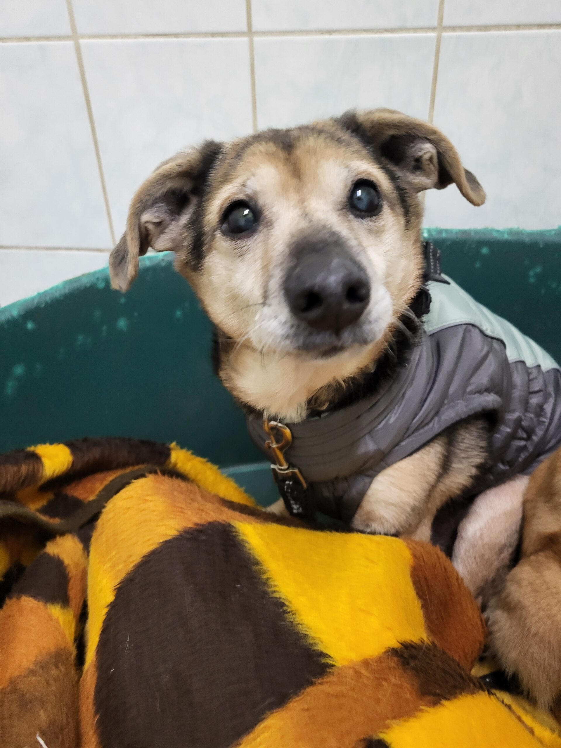 Hund Bandzior Zuhause gesucht Tierheim Hoffnung für Tiere