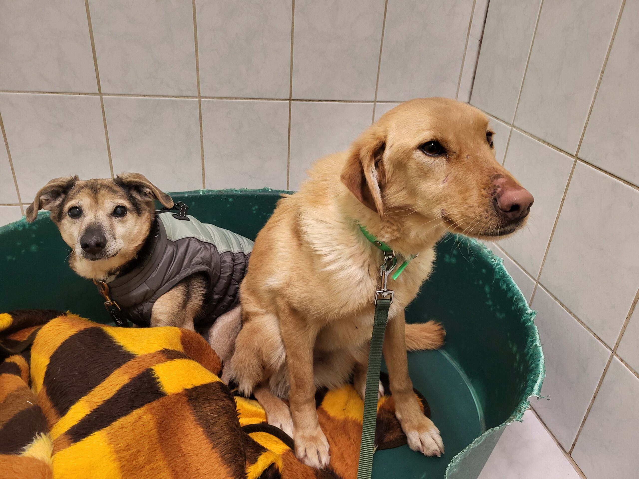 Hund Bandzior Zuhause gesucht Tierheim Hoffnung für Tiere