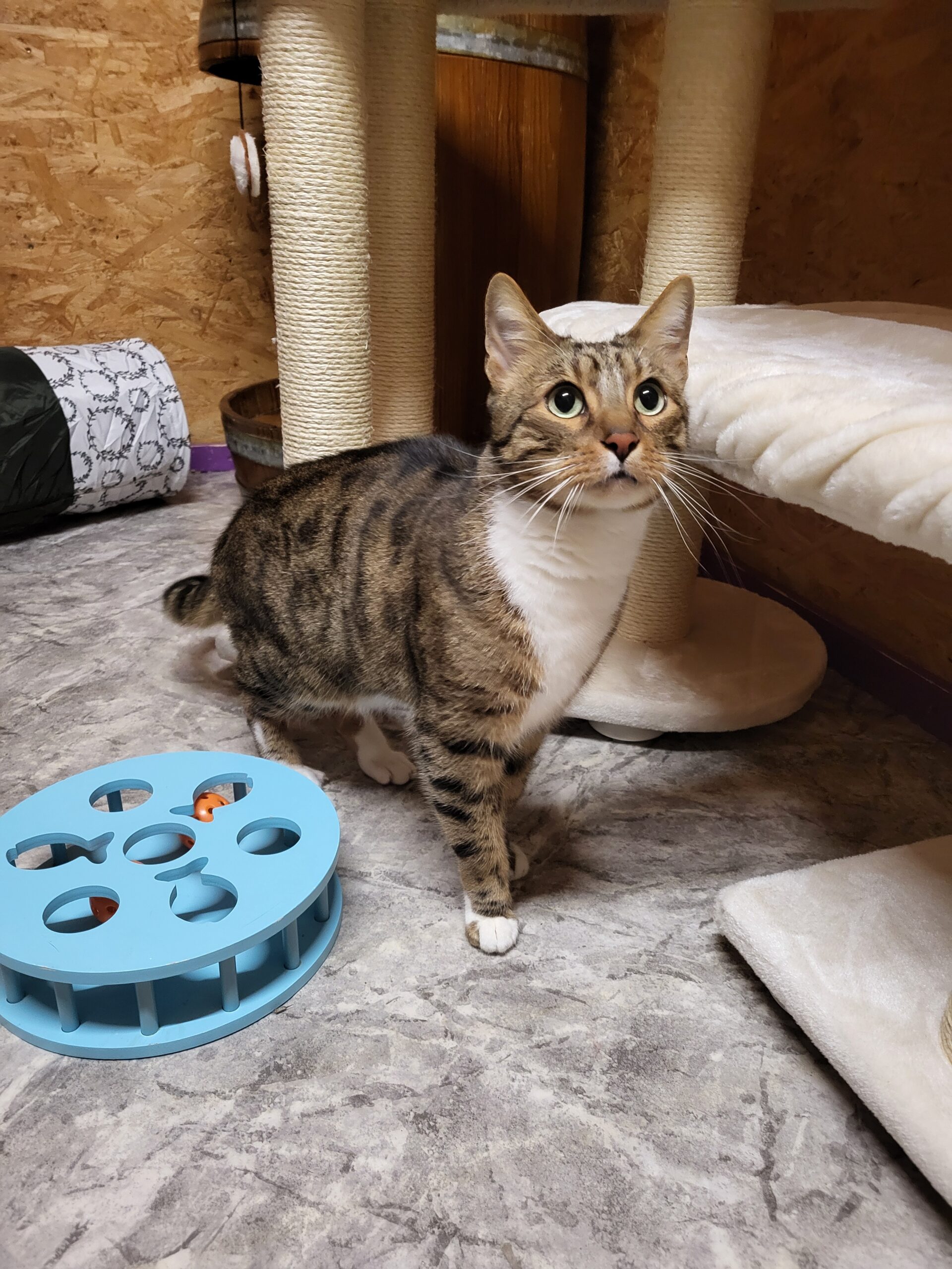 Katzen Simba und Blacky Zuhause gesucht Tierheim Hoffnung für Tiere